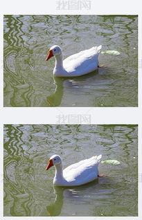 白鸟 资料,探寻神秘生物的传奇故事